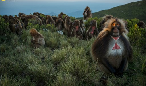 GELADAS by Trevor Frost - National Geographic: Greatest Wildlife Photographs