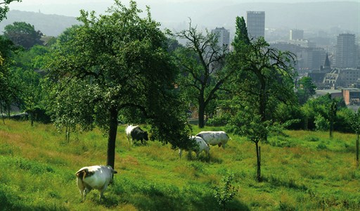 De la rue au sentier la nature en ville