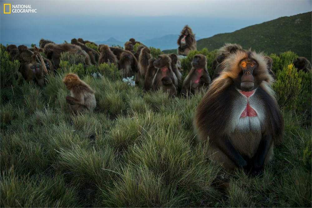 GELADAS by Trevor Frost - National Geographic: Greatest Wildlife Photographs
