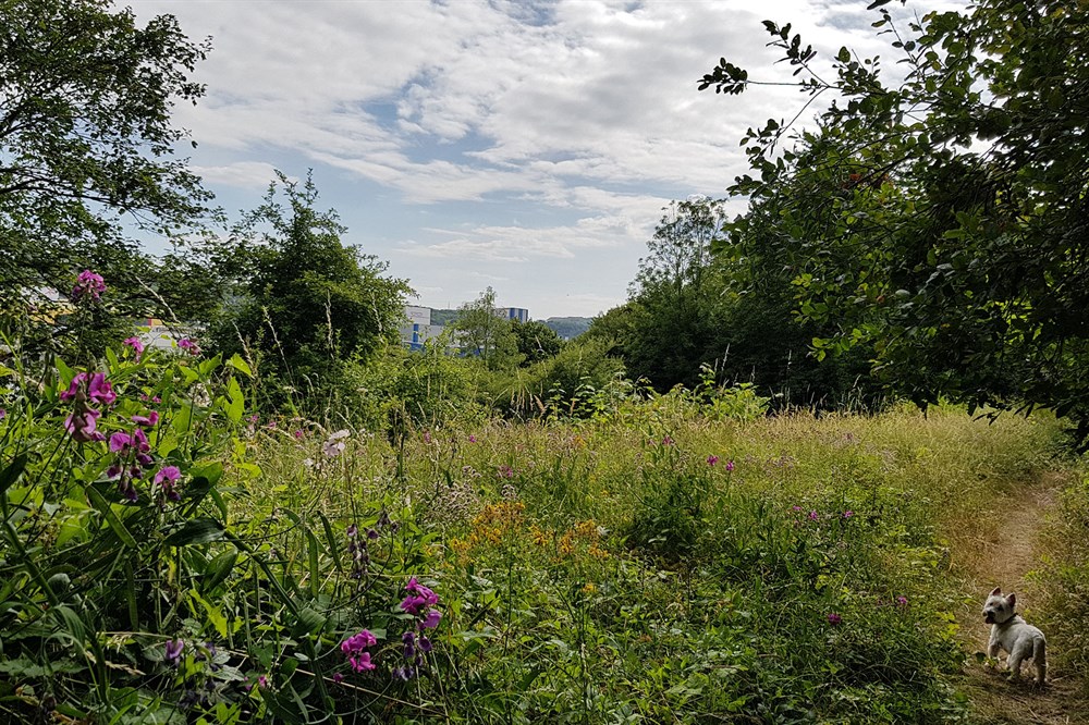 Photo de Réserve naturelle aux Roches