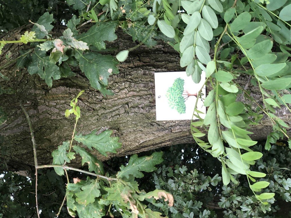 Photo de Rallye nature "les 5 sens en éveil"
