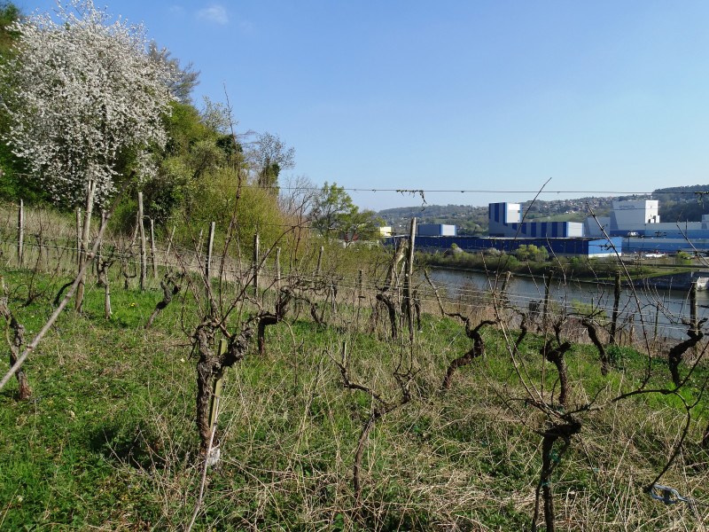 Photo de Les coteaux des Awirs à Flémalle, entre vignoble et château