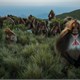 GELADAS by Trevor Frost - National Geographic: Greatest Wildlife Photographs