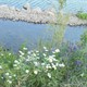 Hermalle-sous-Argenteau, la basse-Meuse et ses atouts – une balade historico-naturaliste actuelle