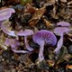 Les champignons, un monde à part… Balade découverte dans le bois du Sart-Tilman
